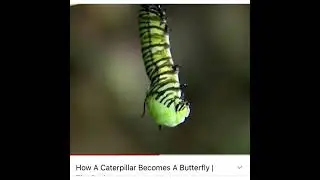 Grade 4 lesson - The life cycle of a butterfly