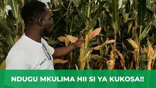 SC 419 Ni Mbegu chotara kutoka kampuni ya Seed Co, inawanufaisha wakulima kwa kupata mavuno mengi