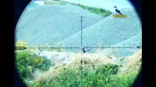 Daystate  Deltawolf. 177 13.43knock out slugs @ 184 meters!!