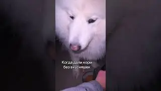 Дали просто корм 😂 #dog#samoyed #funny #самоедтео #youtubedogs #youtubeshorts #dogshorts #happy
