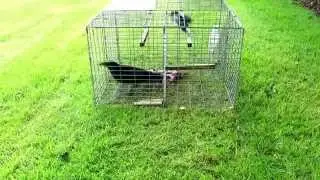Collins Nets Top Entry Larsen Trap. Magpie trap also attracts crows or rooks...