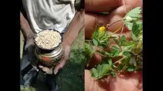 Medicinal Rice P5N Formulations for Celsia Excess: Pankaj Oudhia's Medicinal Plant Database