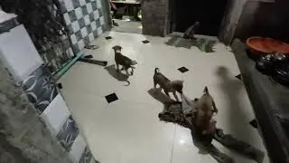 Kitne chhote chhote mehman Aaye hue hain khane ke liye jhatpat a rahe hain