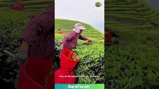 They Invented a Lawnmower for TEA?! 😂 This Gadget is My New Favorite Thing! #tea #farming #gadget