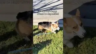 Being an Extra Responsible Dog Owner 💩 #shorts #corgi #dogmom