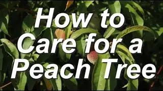 How to Care for Peach Trees in the Home Landscape & Grow Bushels of Peach Fruit