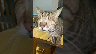Слепой кот мяукает 🥹