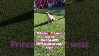 Princess is the sweetest little pug mix. #ruffhouserescue #pug #adopt #adoptme Ruffhouserescue.org