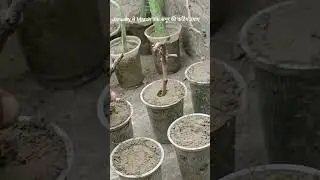 December से Feburary तक अंगूर की cutting से पौधा तयार करे 😱 #angoorkikheti#garden #Bgardeninfo