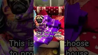 #pug #speakpug #funnydog #pets #mypug #funnypug #cute #doggielife #animal #love #baby #dogloversdog