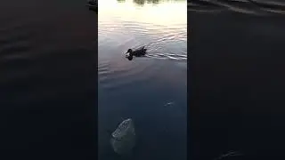 Ducks swim in the lake at sunset./Утки плавают в озере на закате. #duckslife #ducks #ducksswimming