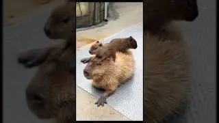 Capybara Chronicles Social Rituals in the World's Friendliest Rodent