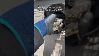 Removing a bird from a vent #shorts