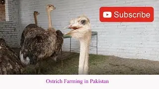 OSTRICH FARMING|SHUTAR MURGH FARMING Business in Pakistan 2019    پاکستان میں آسٹرک فارمنگ
