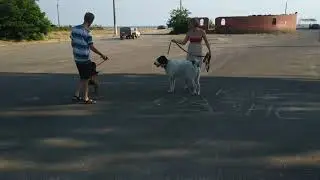 Первое знакомство с алабаем