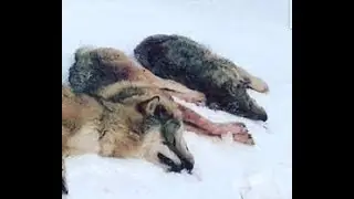 Crisis facing wolves in Scandinavia panel discussion by Mojostreaming