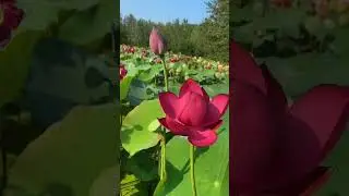 #Very graceful unfolding of lotus petals #lotus flower #treanding #viral #yt #shortvideo #shorts #sh