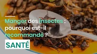 Manger des insectes : pourquoi est-il recommand&eacute; ?