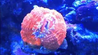 Coral Time Lapse: Acan Bowerbanki Feeds!