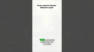 Plant Life Cycle: From Seed to Flower Explained #childrenanimation #learning #animationshorts