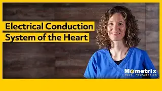 Electrical Conduction System of the Heart