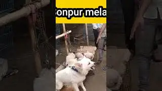 Most friendly dog of Sonpur mela.