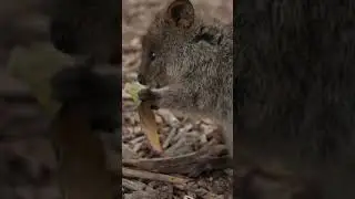 Cutest Animal 2023 🥰 // Adorable Animal Videos // Best Animals❤️