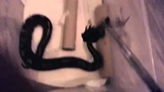 Schlange frisst Maus (Frostm&auml;use)