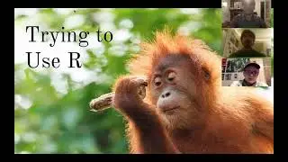 Sumatran Orangutans