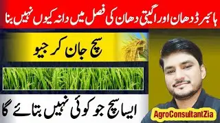 Reasons Behind Incomplete Grain Filling in Rice Crop in Pakistan.
