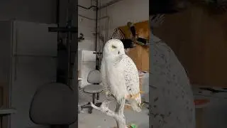 Snowy owl .
