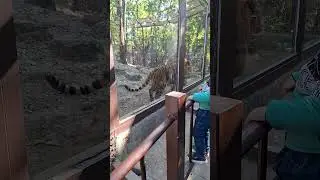Dehradun zoo tiger 😱