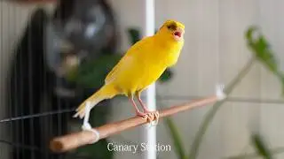 raro canto can&aacute;rio. muito bom para o seu mestre can&aacute;rio  HD  - Rare Can&aacute;rio