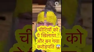 Ant Feeding Secret: चीटियों को ये खिलाने से सच में आती है दौलत?