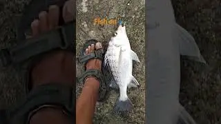 port area baseco fishing spot bakoko fish #fishing #manilabay #philippines