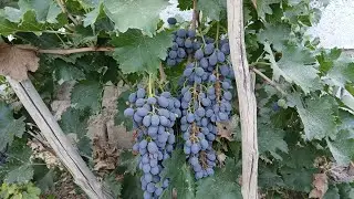 Harvesting Ripe Purple Grapes 🍇🌿 | Sweet Autumn Vineyard Pick 🍂