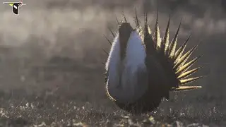The Sagebrush Sea: Behind the Scenes at a Sage-Grouse Display Lek