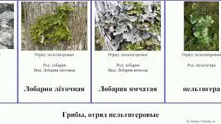 Грибы, отряд пельтигеровые fungus Лобария пельтигера лёгочная Stretch Sound Home Ellie собачья