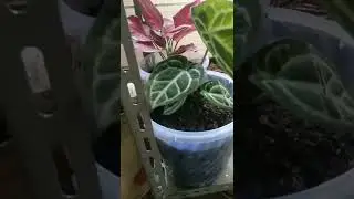 #scaphochlamysscintillans #scaphochlamys #scindapsus #scindapsuspictus #aroidplants#plant#plantlover