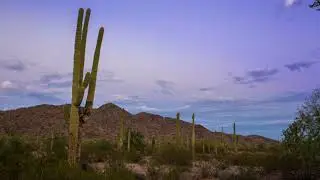 Cactus Sky