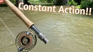 Fly Fishing a secluded Pennsylvania creek for THREE SPECIES of trout!!