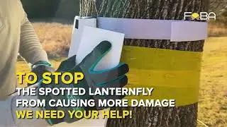FOBA Trap - The Bycatch Prevention Spotted Lanternfly Trap