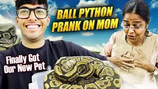 BALL PYTHON ARRIVED AT HOME || PRANK ON MOM || MOM&rsquo;S REACTION