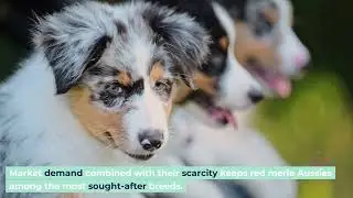 Discover the Rarity and Care of Red Merle Australian Shepherds: Health, Pricing, and More!