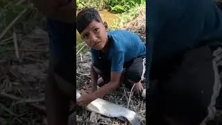 Little Boy Hunting Big Fish Boy Hook 🪝🐟🐠Traditional Hook Fishing 🎣 #shorts #hook_fishing #fish