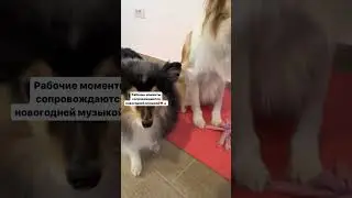 Сняли для вас два полезных видео 🎄❤️ #дрессировка #dog #трюки #shelty #fitness #boxerdog