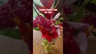 Amazing tropical flowers from our yard #tropicalflowerels #helicornia #hibiscus #paradisebl #hawaii