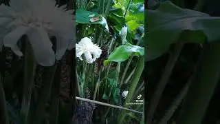 White torch ginger exists. Wow! #aweandwonder #gardening @maryannabuilds