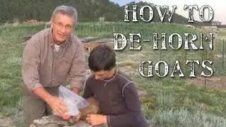How To Remove Horns From Baby Goats-NOT FOR ANIMAL HUGGERS!
