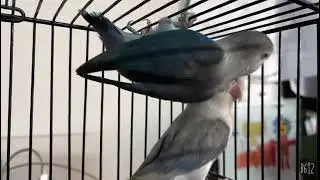 Rare Blue Opaline Male Budgerigar with Split Opaline Mutation - Close-Ringed Bird
